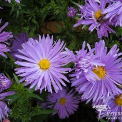 Symphyotrichum novi-belgii Gayborder Blue