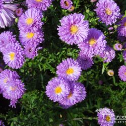 Symphyotrichum novi-belgii Gurney Slade