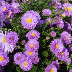 Symphyotrichum novi-belgii Gurney Slade