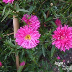 Symphyotrichum novi-belgii Janet Watts