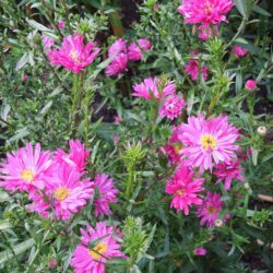 Symphyotrichum novi-belgii Janet Watts