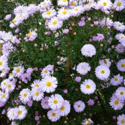 Symphyotrichum novi-belgii King of the Belgians