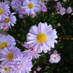 Symphyotrichum novi-belgii King of the Belgians