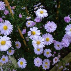 Symphyotrichum novi-belgii King of the Belgians