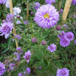 Symphyotrichum novi-belgii Marie Ann Neil