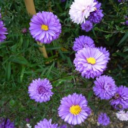 Symphyotrichum novi-belgii Marie Ann Neil