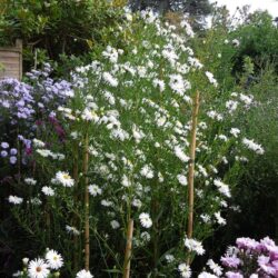 Symphyotrichum novi-belgii Mount Everest