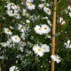 Symphyotrichum novi-belgii Mount Everest