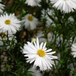 Symphyotrichum novi-belgii Mount Everest