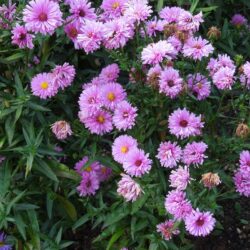 Symphyotrichum novi-belgii Patricia Ballard