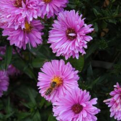 Symphyotrichum novi-belgii Patricia Ballard