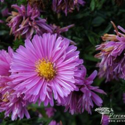 Symphyotrichum novi-belgii Patricia Ballard