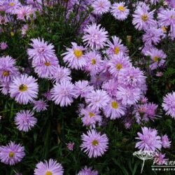 Symphyotrichum novi-belgii Peace