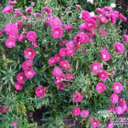 Symphyotrichum novi-belgii Peter Chiswell