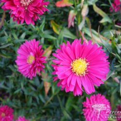 Symphyotrichum novi-belgii Peter Chiswell