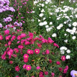 Symphyotrichum novi-belgii Peter Chiswell