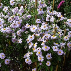 Symphyotrichum novi-belgii Plenty