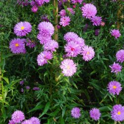 Symphyotrichum novi-belgii Pride of Cornwall