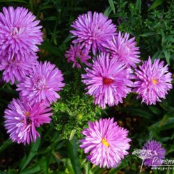 Symphyotrichum novi-belgii Pride of Cornwall