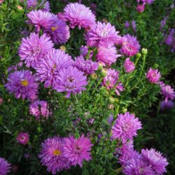 Symphyotrichum novi-belgii Pride of Cornwall