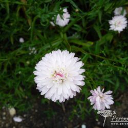 Symphyotrichum novi-belgii Priory Blush