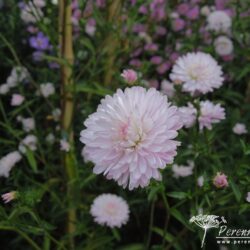 Symphyotrichum novi-belgii Priory Blush