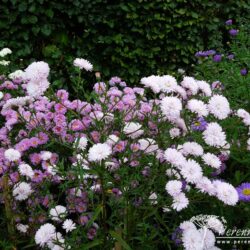 Symphyotrichum novi-belgii Priory Blush