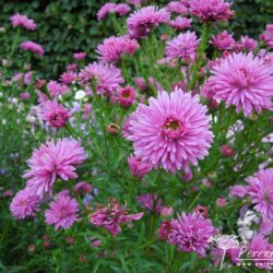 Symphyotrichum novi-belgii Ralph Picton