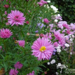 Symphyotrichum novi-belgii Ralph Picton