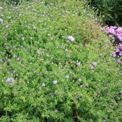 Symphyotrichum novi-belgii Remembrance