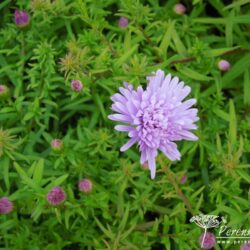 Symphyotrichum novi-belgii Remembrance