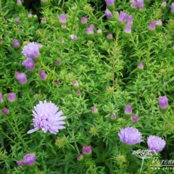 Symphyotrichum novi-belgii Remembrance