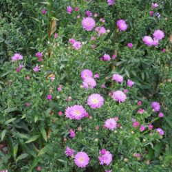 Symphyotrichum novi-belgii Richness