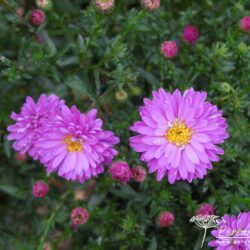 Symphyotrichum novi-belgii Richness