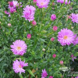 Symphyotrichum novi-belgii Richness