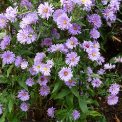 Symphyotrichum novi-belgii Royal Blue