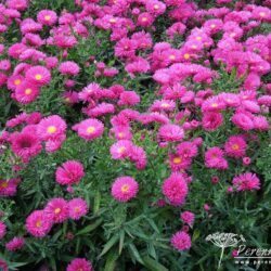 Symphyotrichum novi-belgii Royal Ruby