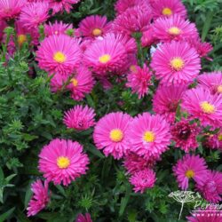 Symphyotrichum novi-belgii Royal Ruby