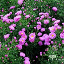 Symphyotrichum novi-belgii Terrys Pride