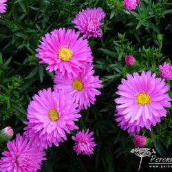 Symphyotrichum novi-belgii Terrys Pride