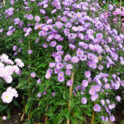 Symphyotrichum novi-belgii Tovarich