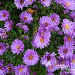 Symphyotrichum novi-belgii Tovarich