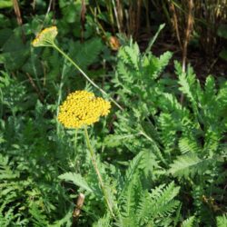 Achillea filipendulina Gold Plate