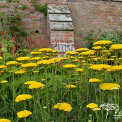 Achillea filipendulina Gold Plate