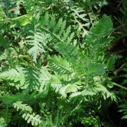 Achillea filipendulina Gold Plate