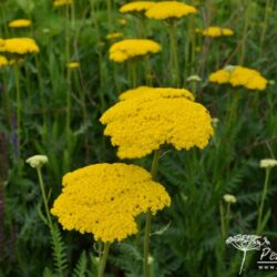 Achillea filipendulina Gold Plate