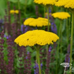 Achillea filipendulina Gold Plate