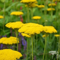 Achillea filipendulina Gold Plate