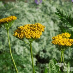 Achillea filipendulina Gold Plate