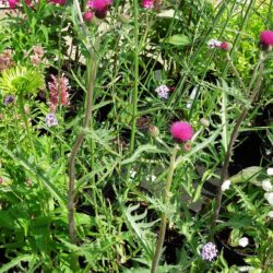 Cirsium rivulare Trevor's Blue Wonder